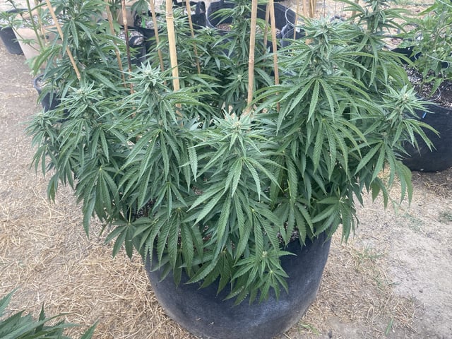 Solfire Gardens Grow — flower, day 123