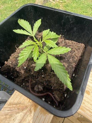 Random Seed — vegetative, day 11