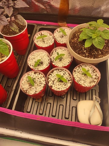 Mainely Genetics Micro Pheno Hunt — seedling_rooting, day 3