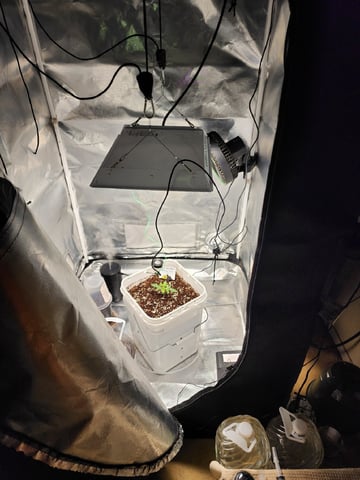 Original Northern Lights — vegetative, day 18