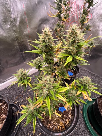 3autos and 2 fem  — flower, day 30