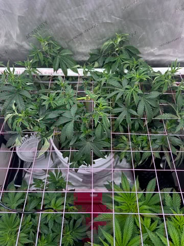 Grow#2 — vegetative, day 33