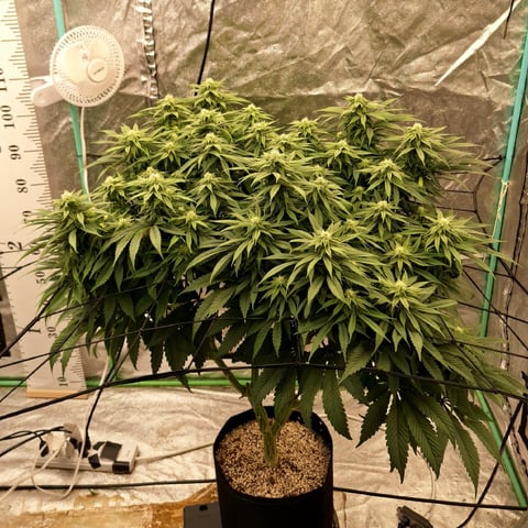 Gorilla Girl Autopot — flower, day 136