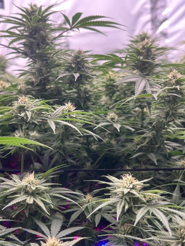 zunami s1 grounded genetics  — flower, day 68