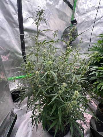 Auto flower Plant 1 of 2nd grow  — flower, day 46
