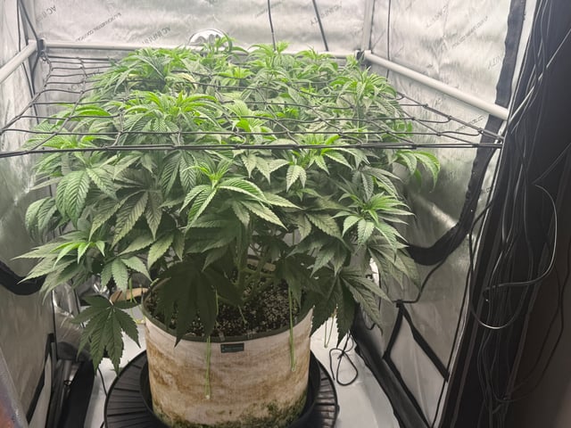 tropickle — flower, day 42