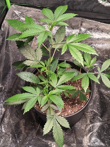 S&D  First Grow — vegetative, day 3