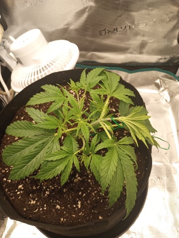 White Widow XXL Auto — vegetative, day 26