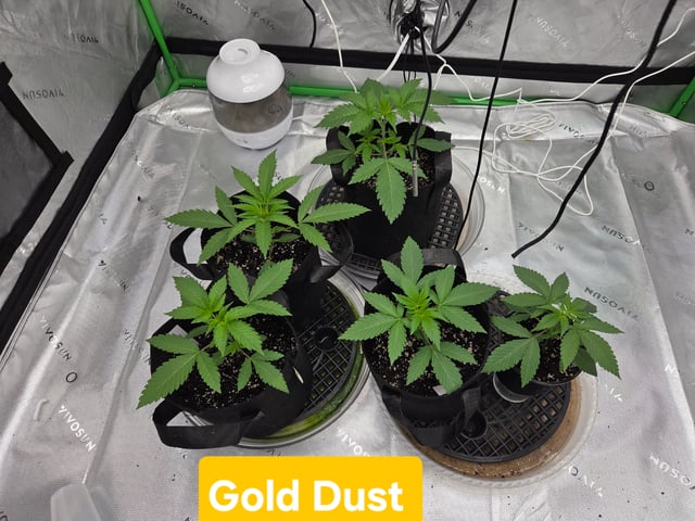 new bee's  — flower, day 105