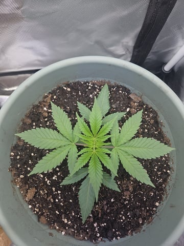 first indoor — grow_setup, day 1