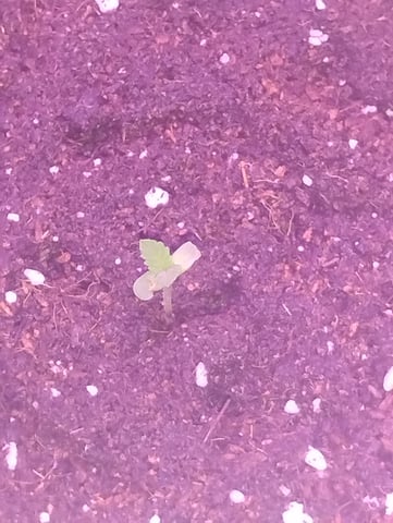 My first Grow M.O.B. — seedling_rooting, day 9
