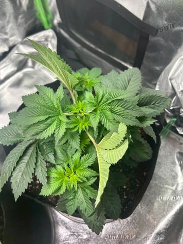 lil blue — seedling_rooting, day 21