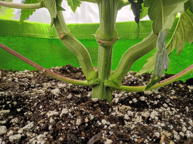 FastBuds Photo-Lemon Mandarin  — vegetative, day 55