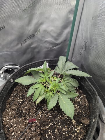 memphisto 3 bears OG, ethos high note r1 — vegetative, day 25