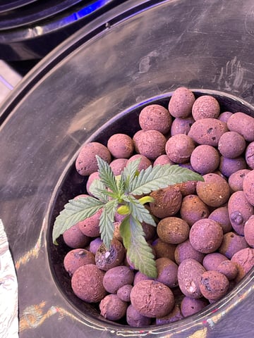 1st Ever Grow (Fat Bastard)(RDWC)  — seedling_rooting, day 19