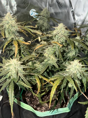 Indoor & Outdoor Grow 6 — flower, day 61