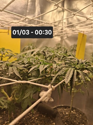 1st Grow - ROYAL MOBY (indoor)(photop.) — flower, day 95