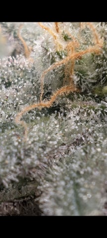 B E A utiful  — flower, day 136