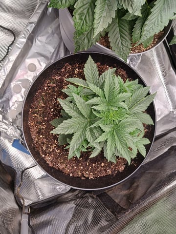Gorilla Sherbert Feminized From Blimburn Seeds  — vegetative, day 30