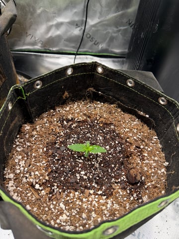 Blizzy Dropz By Z-Autoflower Genetics  — grow_setup, day 2