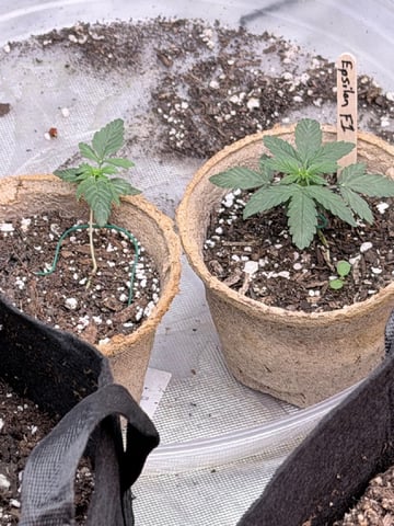 4’x8’ Grow1 — seedling_rooting, day 23