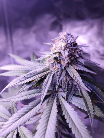 unknown strain 1st grow — flower, day 93