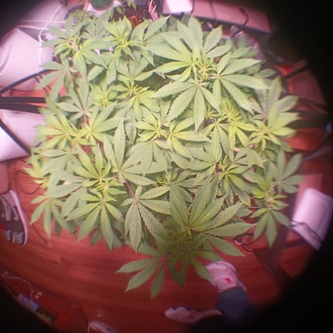 FKAFL — vegetative, day 85