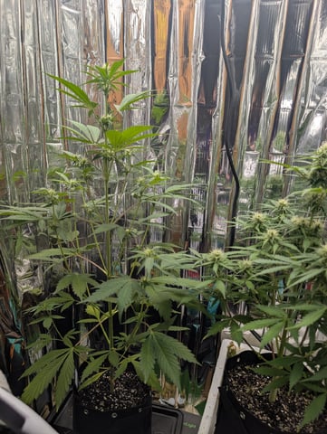 Zkittlez (Auto) — flower, day 65