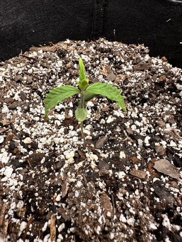 Gorilla Cookies — 1st Grow — vegetative, day 14