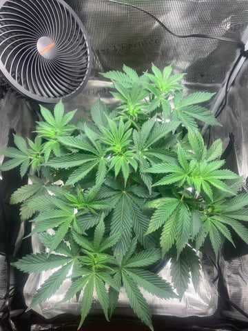 Blackberry Moonrocks (First Grow)