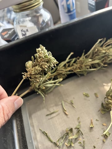 Fast Buds Auto And Special Queen Auto — harvest, day 94