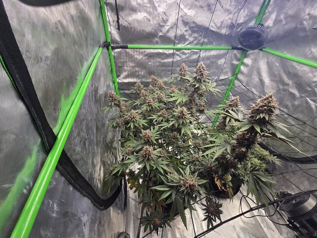 2nd grow round 2 — flower, day 100
