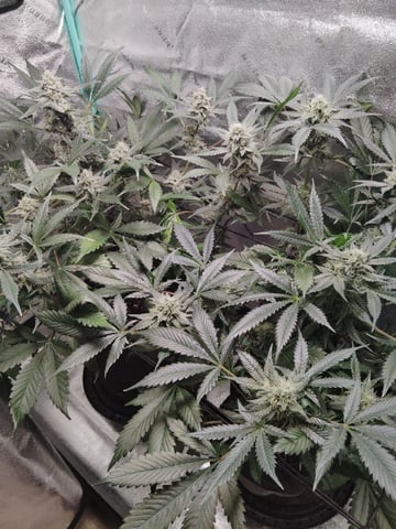 LSD Auto — flower, day 44