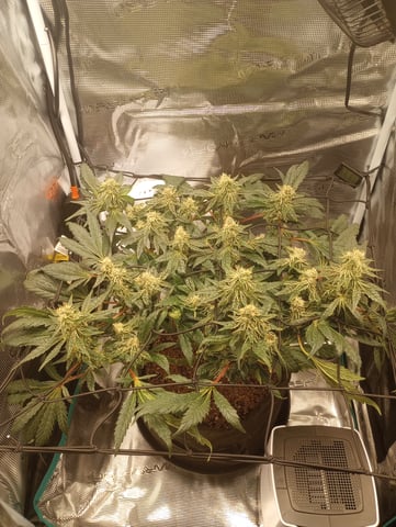 Wizard Punch first grow  — flower, day 92