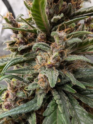 flipped to flower — flower, day 55