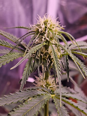 gary poppins — flower, day 61