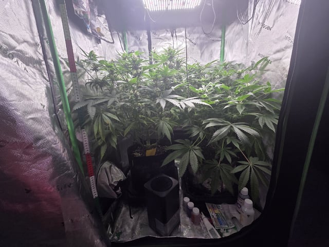 White Widow + Papaya Bomb — flower, day 78