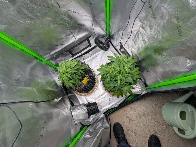 Titan F1 grow  — vegetative, day 39