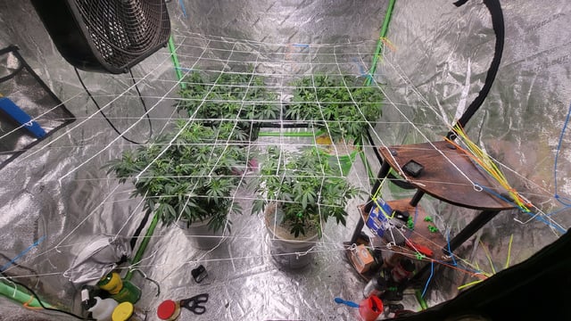 1st grow indoors(cardboard box to 2x2x4 to 5x5x6) — vegetative, day 80