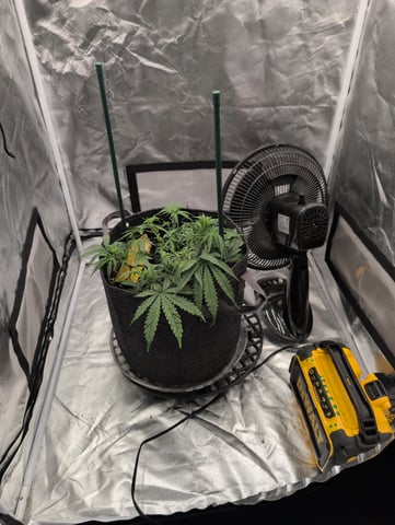 memphisto 3 bears OG, ethos high note r1 — flower, day 33