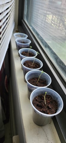 First Grow  — grow_setup, day 2