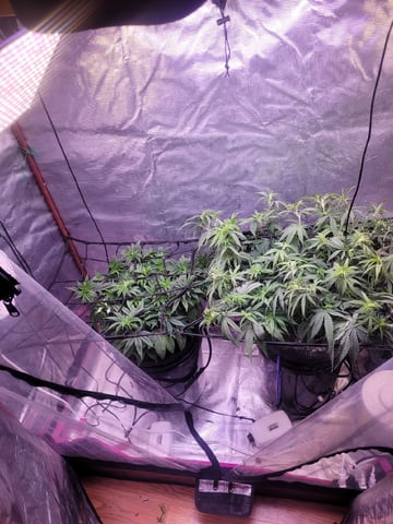 6th Grow — vegetative, day 31