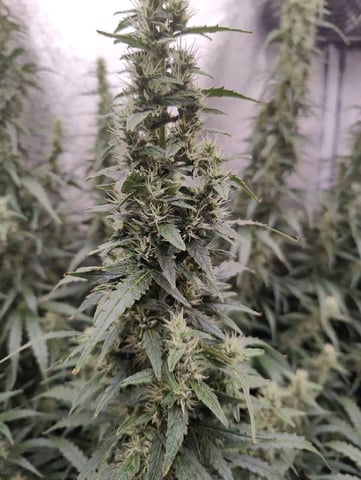 Fast Buds Gorilla Z auto — flower, day 72