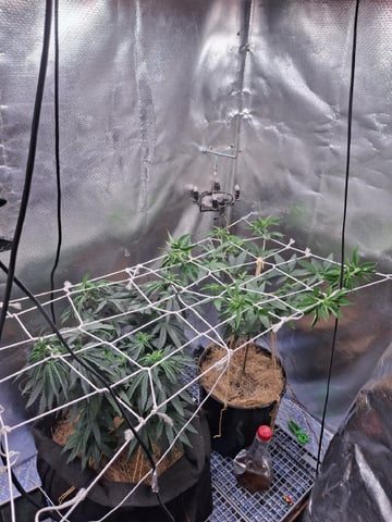 1st Grow - ROYAL MOBY (indoor)(photop.) — vegetative, day 78