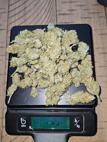 Gorilla Z auto — harvest, day 104