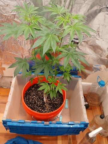 triangle kush  — vegetative, day 12