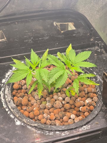 Growing — vegetative, day 48
