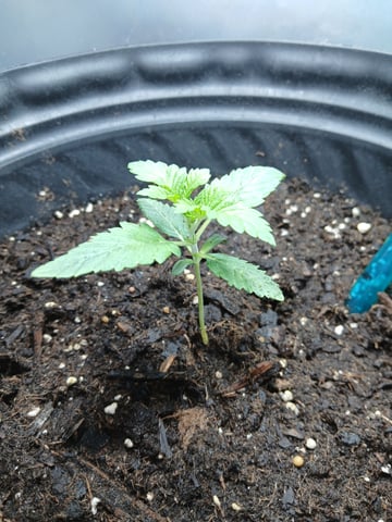 1st Grow — vegetative, day 1
