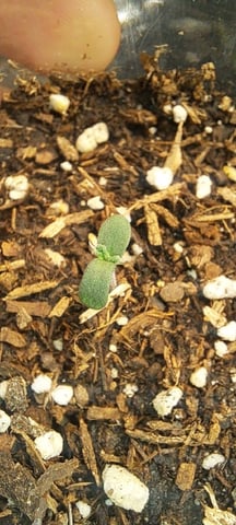 First Grow with the new setup  — auto, day 56