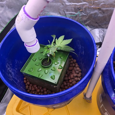 Fastbuds Autoflower Run — vegetative, day 23